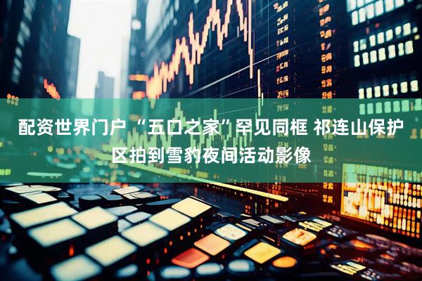 配资世界门户 “五口之家”罕见同框 祁连山保护区拍到雪豹夜间活动影像